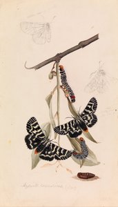 Viinikoira, Comocrus behri